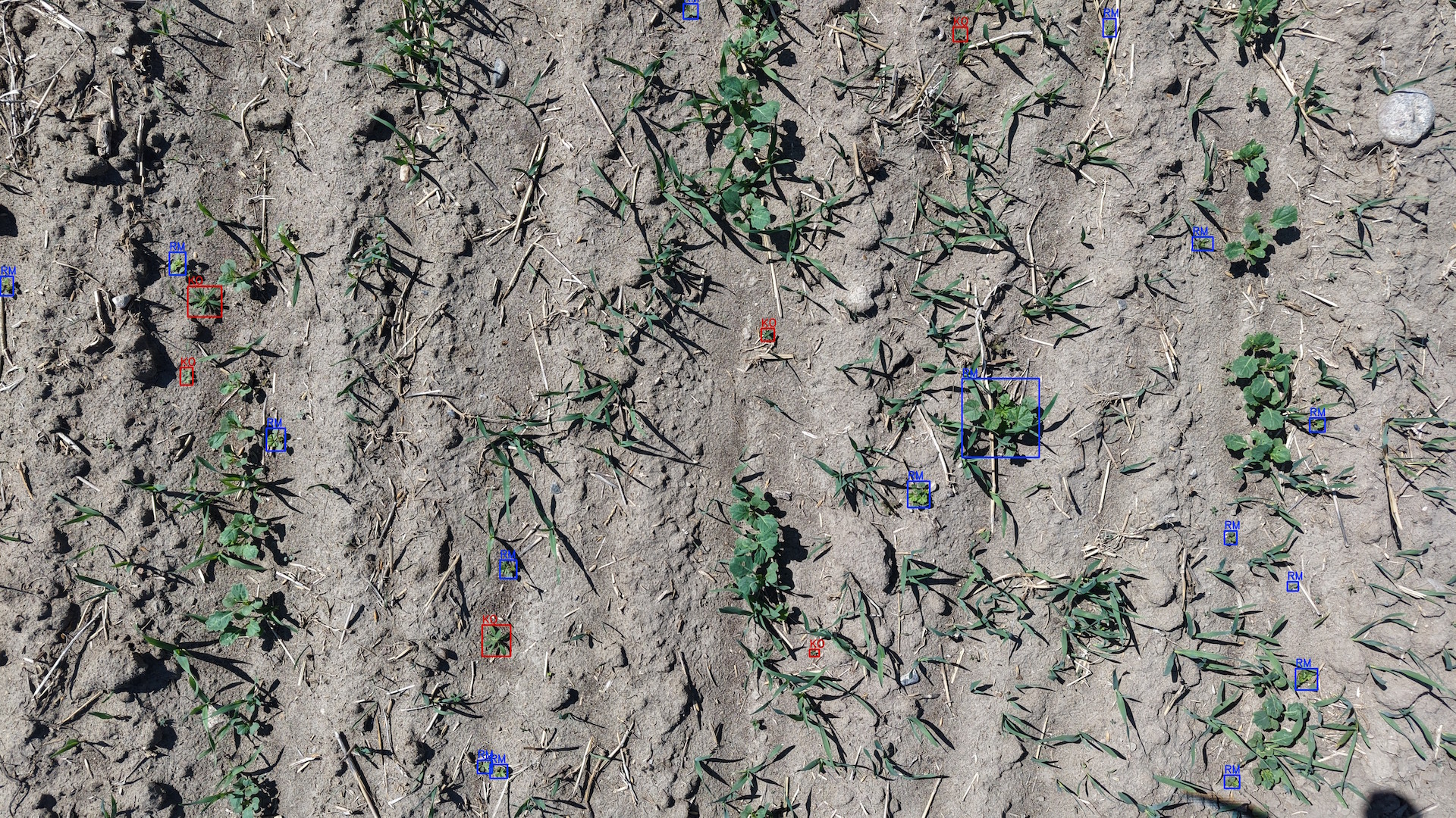 Weed & Insect Detection